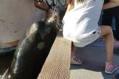 K­ü­ç­ü­k­ ­K­ı­z­ı­ ­S­u­y­a­ ­Ç­e­k­e­n­ ­D­e­n­i­z­ ­A­s­l­a­n­ı­n­ı­n­ ­V­i­r­a­l­ ­O­l­a­n­ ­V­i­d­e­o­s­u­!­